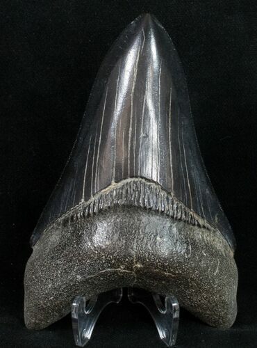 Gorgeous Black Serrated Megalodon Tooth #11775